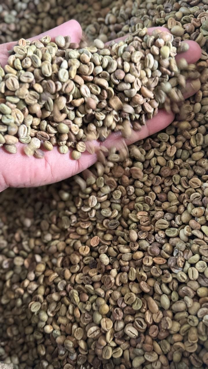البن الأخضر