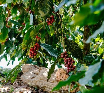 Seed and story nescafe